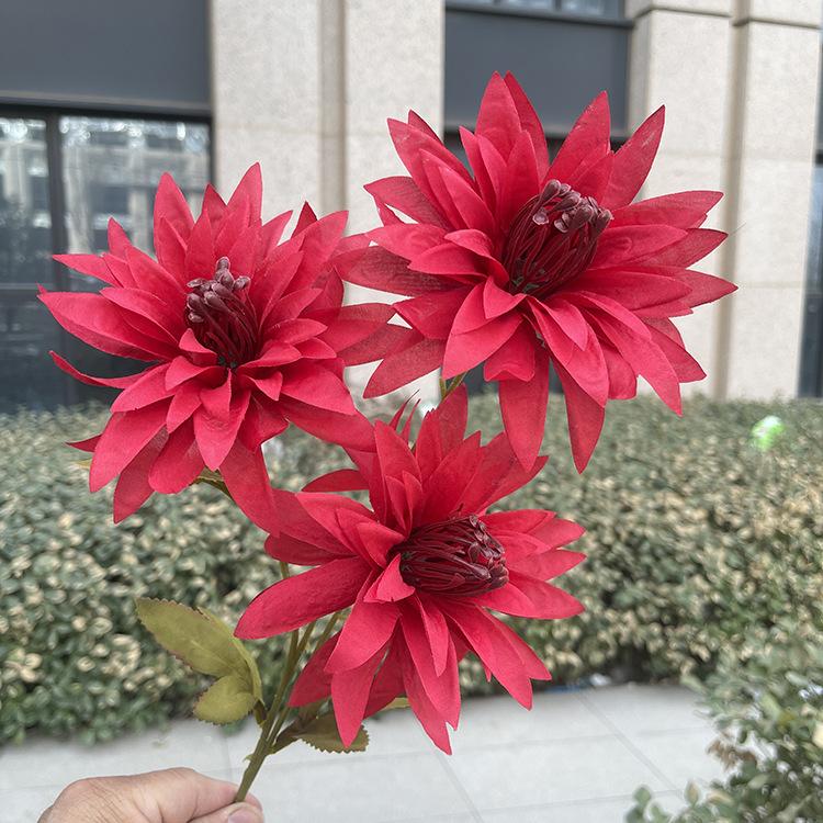 新3头大爪菊-sxftx-红色.JPG