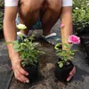 Dropshipping Sucos Varanda Mudas de Rosa Rosas Florindo Flores em Vasos Plantas Trepadeiras Cipós Rosa Plantas Verdes