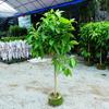 Dropshipping Orquídea Blanca Planta en Maceta Plántula de Magnolia de Interior con Capullos Floreciendo en Todas las Estaciones Fragancia Fuerte Amarillo