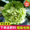 Dropshipping Plántulas de Camelia Xiangfei Plantas de Camelia en Maceta Florecen en Todas las Estaciones y Son Buenas para Alimentar Interiores Sala de Estar Balcón Exterior