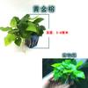 Banyan de agua acuario madera sumergida paisajismo piedra volcánica Mini pequeño Banyan de agua negativo perezoso principiante sin CO2 plantas acuáticas al por mayor