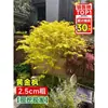 Vivero de arces rojos japoneses para dropshipping, árbol enano rojo de cuatro estaciones, árbol paisajístico Princesa Danza Roja, resistente al frío para exteriores para villas