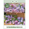 Plántulas de Hortensia de Madera China Cubo de Plantación para Exteriores Bola de Arpillera Semillas de Flores Patio Casa Montón Viejo de Madera Plantas en Maceta