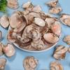 Novos Acessórios de Joalheria DIY Coloridos Borda Banhada a Ouro Concha de Ilha Concha Pingente de Colar Fabricante Atacado no Local