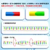 Modelo de estructura de doble hélice de ADN con base grande inicial Dispositivo experimental de demostración biológica de escuela secundaria Modelo genético genético