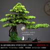 Novos Enfeites de Planta em Vaso Pinheiro de Boas-Vindas Estilo Chinês Decoração de Paisagem Zen para Entrada de Casa Sala de Estar Mesa de Escritório