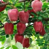Manzanas Huaniu de Tianshui, Gansu, disponible para dropshipping, 2.5/8 libras, 70-80 mm, fruta fresca de temporada, se vende en cajas completas