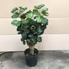 Bolso de dinheiro árvore da fortuna planta verde grande sala de estar planta em vaso interna árvore do dinheiro folha redonda flutina planta em vaso interna