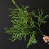 Plantas Verdes Simuladas, Capim de Cana Encriptado, Grama Verde de Cedro, Forração de Teto Loja Vitrine Floresta Decoração de Casamento Plantas Verdes