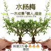 Aquário verde paisagismo original ecológico hidropônico baía de água planta verde interna aquática 1 planta planta pessoa preguiçosa toco velho água e terra
