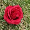 Cabeza de Rosa de Franela Boda Arreglo Escena de Boda Flores Pared de Flores Arco Flores de Seda Rosas Rizadas