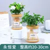 Plantas Hidropónicas Favoritas de los Agricultores Bonsái de Escritorio Plantas Verdes Planta Roja de la Suerte Plantas Pequeñas en Maceta Escritorio de Oficina Plantas Verdes Pequeñas Fáciles de Cuidar