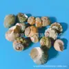 Artesanías de Caracolas Naturales Vendidas por Libra para Acuarios, Fotografía, Educación de Estudiantes y Niños, Minería y Uso Marino
