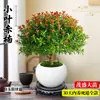 Planta de Nanmu Vermelho de Folhas Pequenas em Vaso, Nanmu de Seda Dourada, Bonsai de Tronco Velho para Mesa de Escritório, Planta de Floração em Todas as Estações Fácil de Cuidar, Planta Verde para Estação de Trabalho