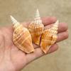 Conchas Brancas Naturais, Pequena Concha, Estrela do Mar, Suprimentos de Decoração para Paisagismo de Aquário 4- 10cm Conchas para Caranguejos Eremitas Atacado