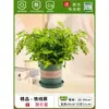 Helecho de Hierro Plantas Hidropónicas Purifican el Aire, Helechos Criados en Agua Tolerantes a la Sombra, Flores de Follaje de Interior Fáciles de Cultivar Qinqiao