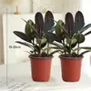 Planta em Vaso Árvore da Borracha Black Diamond para Uso Interno e Externo, Planta Verde para Purificação do Ar, Planta em Vaso para Mesa de Escritório, Planta Verde de Quatro Estações