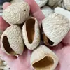 Campanillas de Viento de Cáscara de Fruta Natural, Campanas de Viento de Cáscara de Fruta DIY Pre-perforadas, Instrumentos Musicales Curativos, Venta al por Mayor desde la Fábrica de Origen