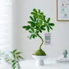 Oito Direções Trazem Riqueza Pé de Pato Madeira Bola de Musgo Planta Interior Sala de Estar Escritório Mesa Quatro Estações Sempre Verde Fácil de Cuidar Planta Verde