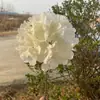 Hidrangea grande de una sola cabeza Comercio exterior Hidrangea grande de estilo coreano Hidrangea de simulación Hotel Boda Decoración suave Flores artificiales