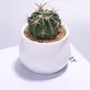 Planta de interior de cactus de alta calidad en maceta, perfecta para escritorios de oficina, fácil de cuidar