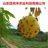 Árvores frutíferas com bola pegajosa para mosca-da-fruta de fruto grande bola pegajosa bola pegajosa bola pegajosa armadilha de bola para mosca amarela mosca-da-fruta cítrica bola pegajosa verde atacado