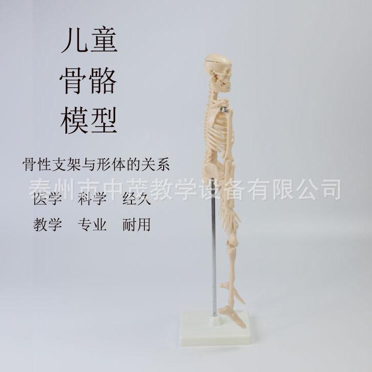 儿童骨骼 (6)