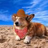 Set de Accesorios para Mascotas Gafas de Sol para Mascotas Sombrero Vaquero Babero Accesorios para Fotos de Fiesta Navideña Pueden Ser Transfronterizos