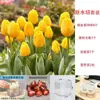 Planta de Tulipa Hidropônica em Vaso Pacote Grande de Bulbos Floridos Flores Bulbosas Resistentes ao Frio de Varanda de Inverno Venda Direta do Fabricante