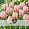 Bulbos de tulipán holandeses, semillas hidropónicas, flores en maceta, plantas de tulipán para cultivo interior, disponibles para venta al por mayor