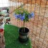 Planta Extraordinária de Sementeira Floco de Neve Azul Floco de Neve Branca em Vaso Planta Resistente ao Calor e Fácil de Cultivar Jardim Pátio Trepadeira Cinta de Flores Cinta de Flores Solo