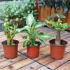 Maceta para Plántulas Bicolor Maceta de Nutrición Plástico para Plantar Desechable Esqueje Engrosado Grande Cultivo Fresa Carnosas Flores