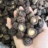 Producción a Granel de Hongo Blanco de Agricultores en Gutian, Hongo Blanco de Flor Grande, Suministro Directo desde el Lugar de Origen, Disponible para Dropshipping