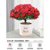 Dropshipping Azalea Planta en Maceta de Flor Doble Floración Interior Todo el Año con Capullos Grandes y Fácil de Cultivar