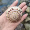 Caracol de Rueda Concha Marina Natural Decoración Acuario Paisajismo Flores Material DIY Hecho a Mano Sombrero de Paja Espécimen