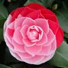 Camelia Plantones en Maceta Xiangfei Camelia de Flor Grande con Capullos Rojo Rojo Plantas de Flor de Interior Floreciendo en Todas las Estaciones