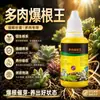 Estimulador de Raíces para Suculentas, Potente Agente de Enraizamiento Rápido, Solución de Enraizamiento para Esquejes, Solución Nutritiva para Flores para Promoción y Fortalecimiento de Raíces, Venta al por Mayor