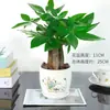 Árvore da Fortuna de Luxo em Vaso Plantas de Interior Pequenas Plantas com Flores em Vaso Interior Fácil de Cuidar Árvore da Fortuna Grande Escritório