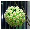 Orquídea Bola Planta Verde en Maceta con Brotes de Flores, Florales de Floración Cuatro Estaciones, Enredaderas Trepadoras de Interior, Hojas Verdes, Plantas de Orquídea Bola de Hoja de Corazón, Rollos de Orquídeas Colgantes