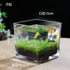 Acuario Ecológico Acuario Hierba Acuática Micro Paisaje a Hoja Huevo de Dragón Vidrio Planta Verde diy Pequeño Hidropónico Casero de Escritorio
