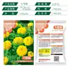 Semillas de Caléndula, Crisantemo, Hibisco Maloliente, Semillas de Hibisco Maloliente de Color Mixto Fáciles de Cultivar para Todas las Estaciones, Semillas de Maceta Repelentes de Mosquitos, Semillas de Flores