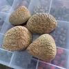 Fabricante de Fuente Artesanal de Indonesia, Piezas de Cáscara de Fruta Negra Semiacabadas Vendidas Individualmente, Se Pueden Usar como Materiales para Sonajeros, Carrillones de Viento y Campanas de Bricolaje