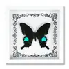 Espécime de Borboleta Real Decoração de Casa DIY Moldura de Madeira para Fotos Suprimentos de Pintura Decorativa Avançada Presente Moderno Presente Criativo