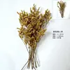 Flores Secas e Frutas Secas Material DIY Pinhas de Algodão Canela Limão Adereços de Tiro Jardim de Infância Pacote de Material Artesanal DIY