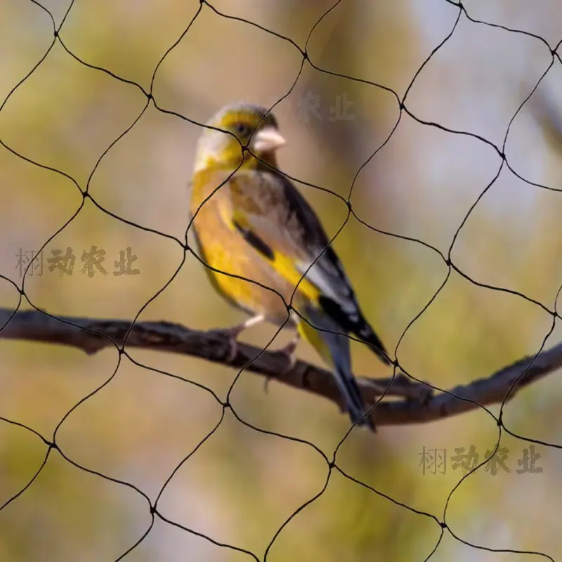 黑色涤伦主图二