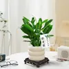Bambú de la Suerte, Bambú Loto, Plantas en Maceta para la Oficina, Plantas que Simbolizan el Avance Profesional, Bambú de Micro-Paisaje, Plantas Verdes de Escritorio, Bonsái Fácil de Cuidar