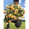 Planta de Rosas para Balcón con Semillas de Rosa, Rosas en Maceta de Fragancia Fuerte Todo el Año, Plantas de Flores Extra Grandes para Balcón y Patio