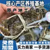 Caranguejos Peludos Frescos de Suzhou, Entrega Direta de Yangcheng, Caranguejos Peludos Premium Criados em Lagos, Franquia de Agente, Distribuição Atacadista