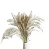 Pequeña Cola de Conejo de Caña Hierba Flor Inmortal Ramo DIY Producto Terminado Decoración Flor Real Adornos de Instagram Hierba de la Pampa Flores Secas Transfronterizo