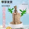 Groot Árbol Pequeño Hombre Venta al por Mayor Accesorios de Madera Brasileña Guardián de la Galaxia 2 Adornos para la Mano del Árbol Pequeño Hombre